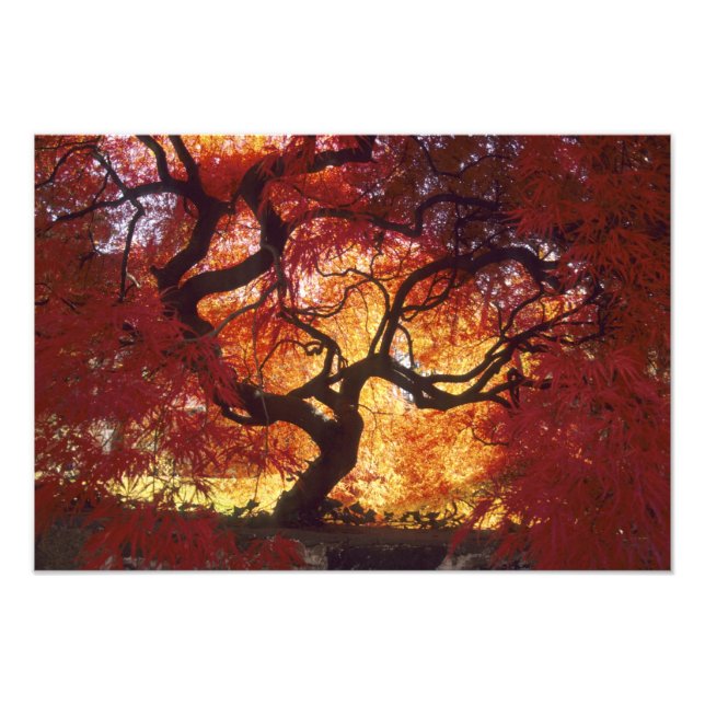 Connecticut: Darien, Japanese maple 'Acer Photo Print (Front)