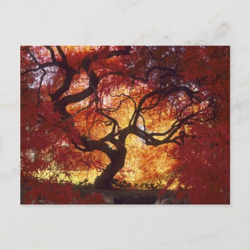 Connecticut Darien Japanese maple Acer Postcard