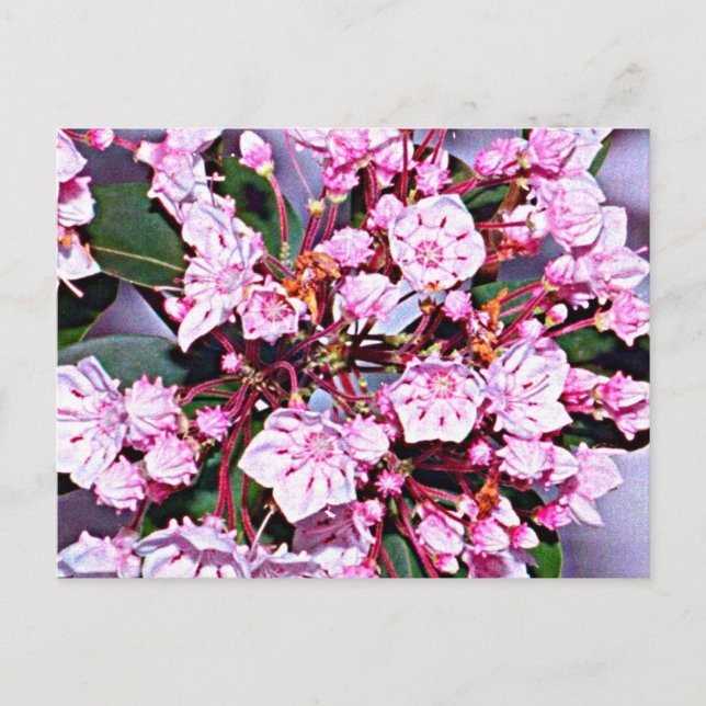 Connecticut Mountain Laurel Postcard (Front)