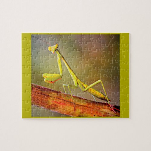 Connecticut Praying Mantis Jigsaw Puzzle