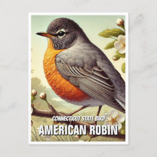 Connecticut State Bird American Robin Postcard