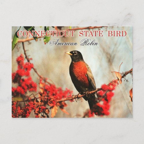 Connecticut State Bird _ American Robin Postcard