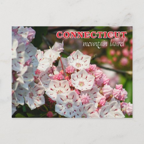 Connecticut State Flower Mountain Laurel Postcard