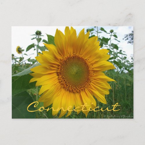 Connecticut Sunflower Postcard