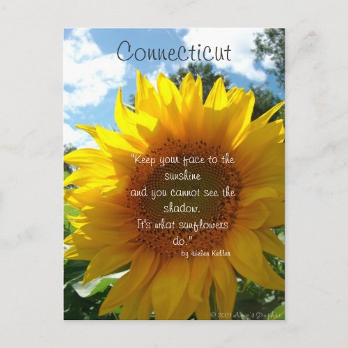 Connecticut Sunflower Postcard