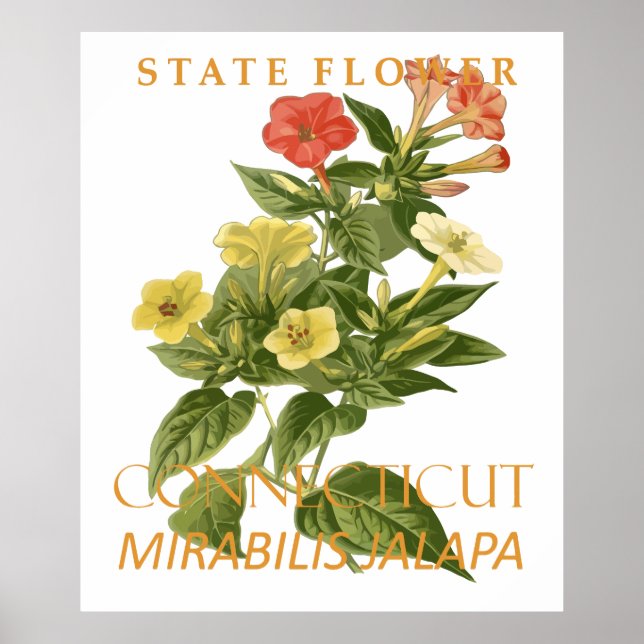Connecticut Territory Flower Mirabilis jalapa Poster (Front)