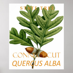 Connecticut Territory Tree The White Oak Poster
