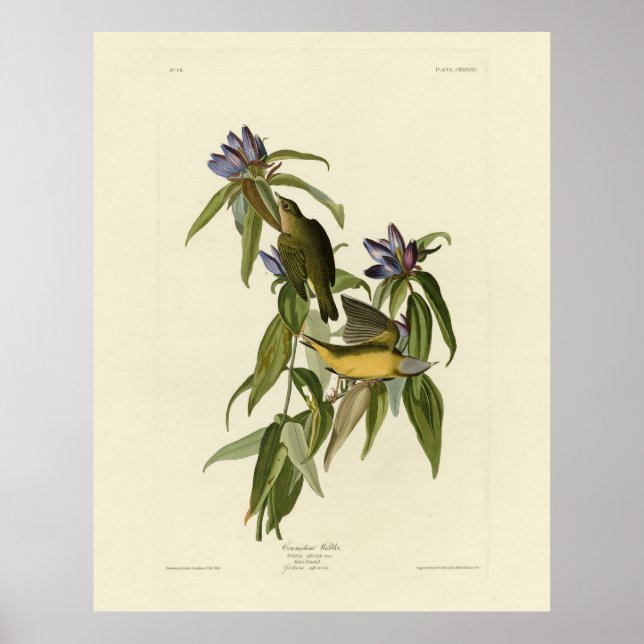 Connecticut Warbler - Audubon's Birds of America Poster (Front)