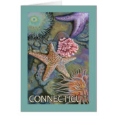 ConnecticutTidepool Scene (Front)