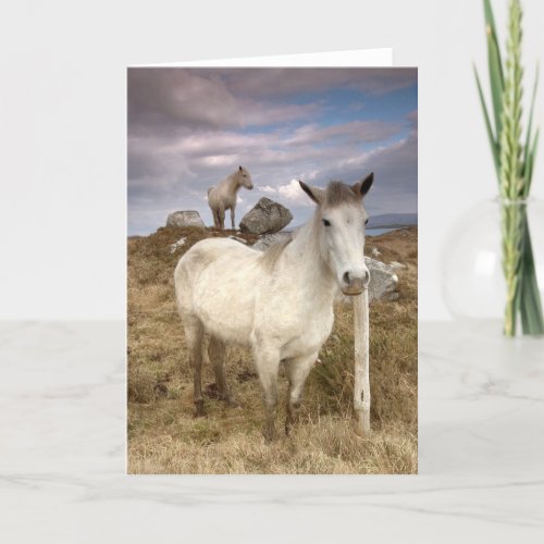 Connemara Ponies Card