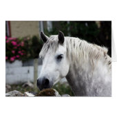 Connemara Pony (Front Horizontal)