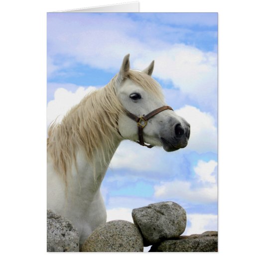 Connemara Pony (Front)