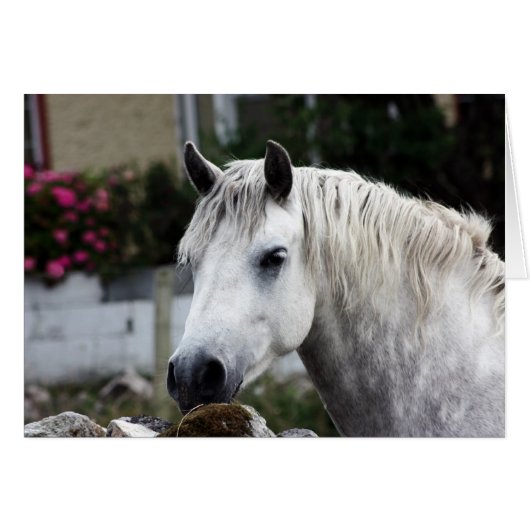 Connemara Pony Cards (Front Horizontal)