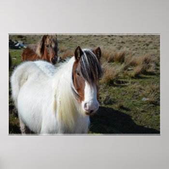Connemara Pony Poster by HorseStall at Zazzle