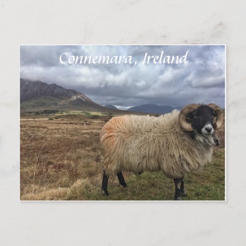 Connemara Sheep Ireland Postcard