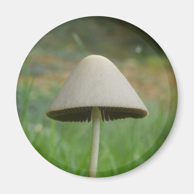 Conocybe rickenii Mushroom Magnet (Front)