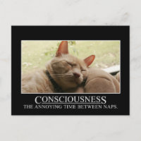 Consciousness: the annoying time between naps