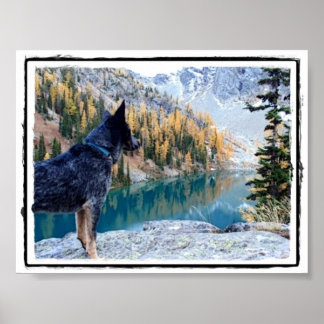 Conservation Canine "Max" Picture/Poster Poster