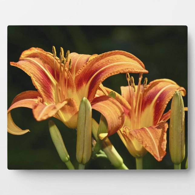 Consider The Lilies Of The Field Plaque (Front)