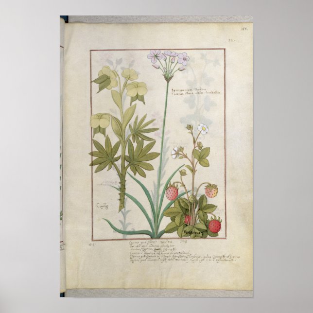 Consiligo, Burreed and Strawberry Poster (Front)