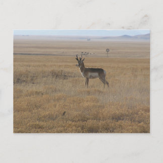 Contemplative Antelope Postcard