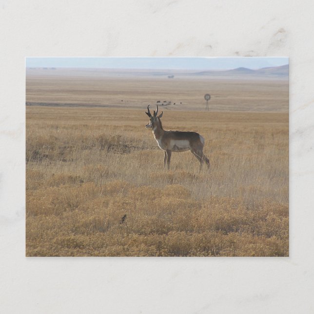 Contemplative Antelope Postcard (Front)