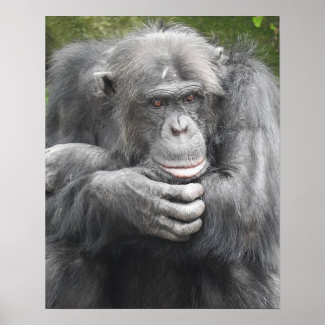 Contemplative Chimpanzee Poster (Front)