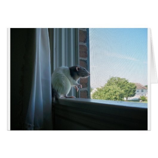 Contemplative Rat Cards (Front Horizontal)