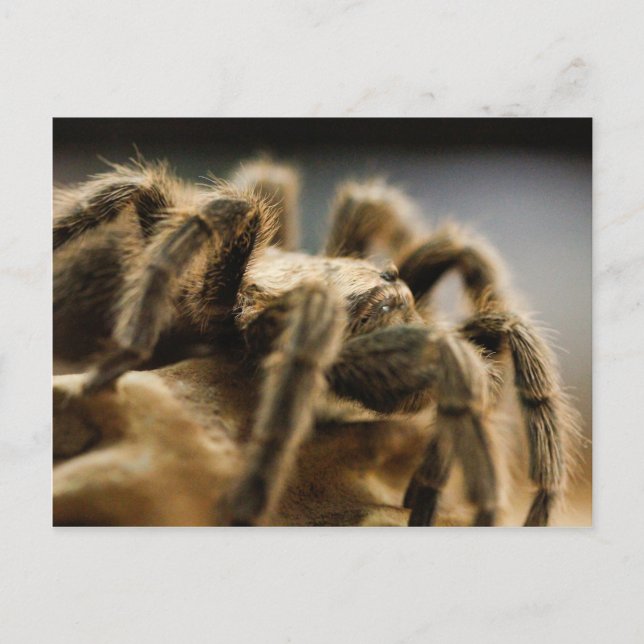 Contemplative Spider - Tarantula Art Image 8 Postcard (Front)