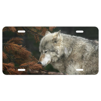 Contemplative timber wolf license plate