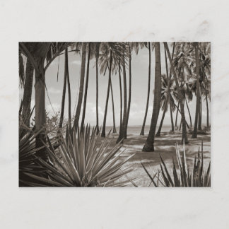 Contemporary Caribbean Palm Trees Black and White Postcard