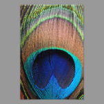 Contemporary Peacock Feather Close-Up Photo Art