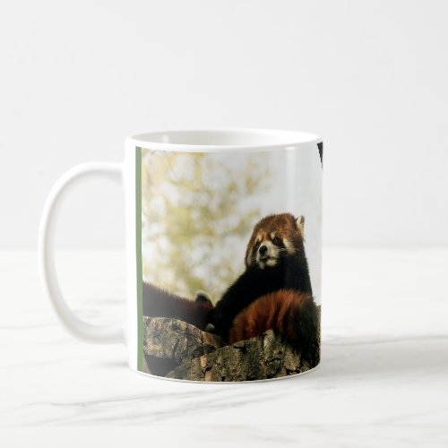 Contemporary Red Panda Photography Customizable Coffee Mug