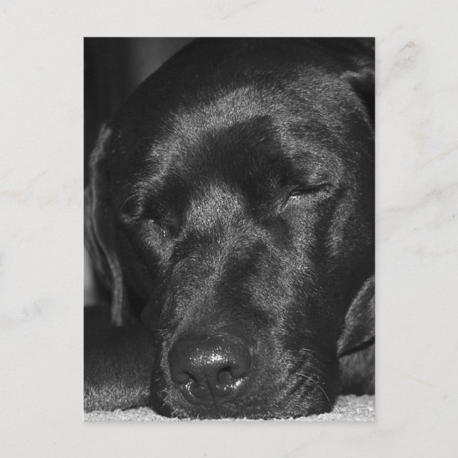 Content, sleeping black labrador postcard (Front)