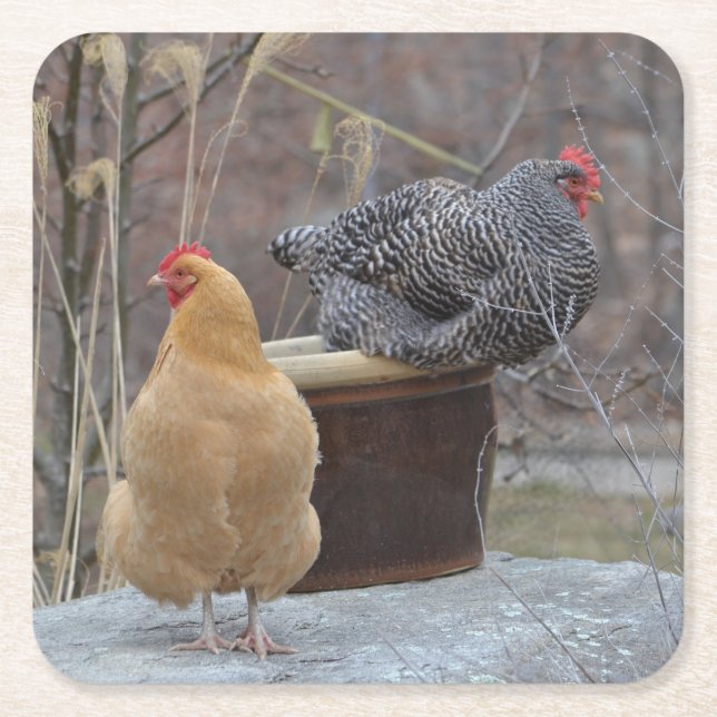 Contented Chickens Party Coaster (Front)
