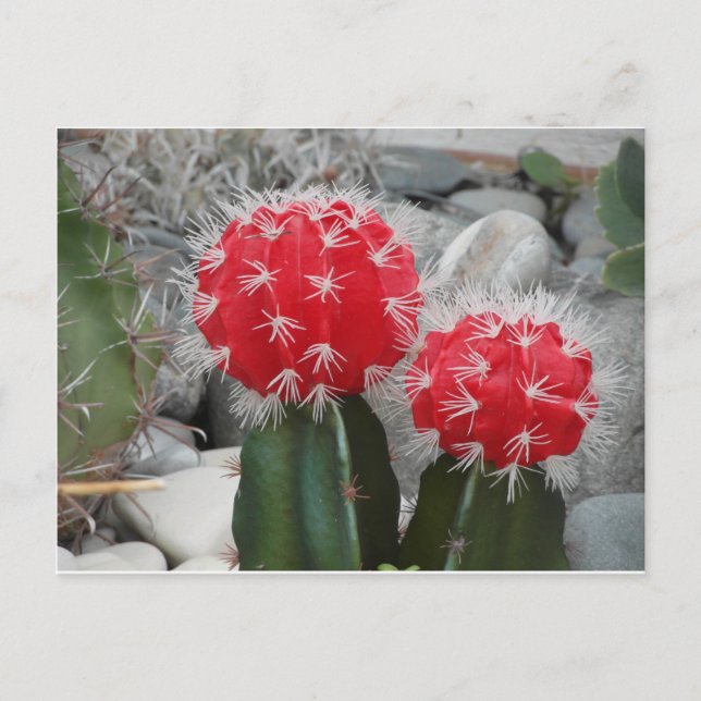 Contrast cactus postcard (Front)