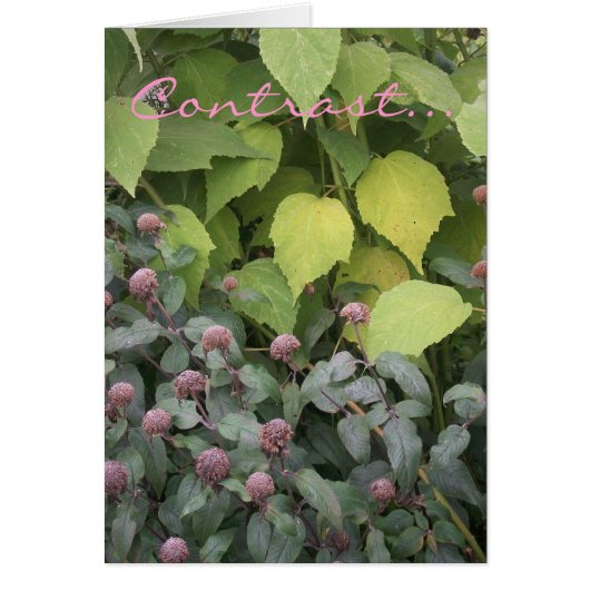 Contrast Cards (Front)