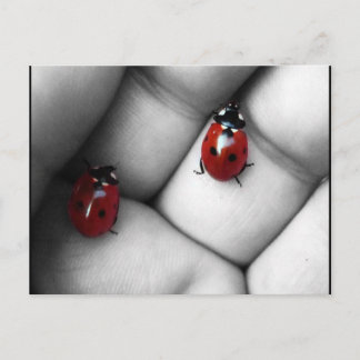 contrast lieveheersbeestje postcard