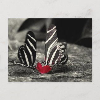 contrast vlinder postcard