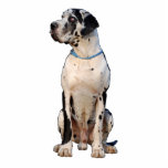 Contur cutout Great Dane<br><div class="desc">Great Dane in black and white, fine photography, 3d figure made of a picture.</div>