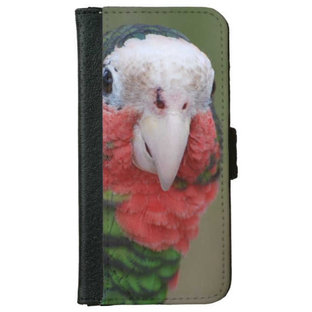Conure Bird iPhone Wallet Case (Front)
