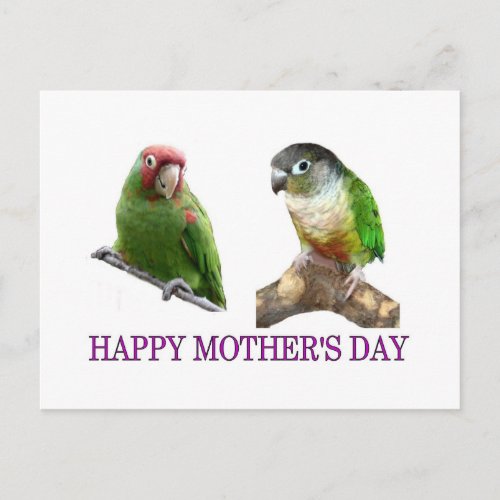 Conure Mothers Day Postcard