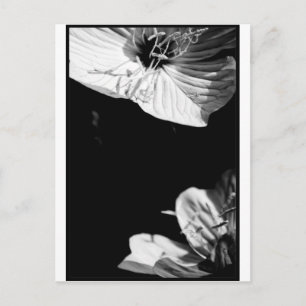 Conversation Black and White Floral Photography P Postcard