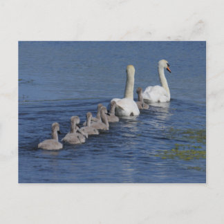 Convoy of Swans Postcard