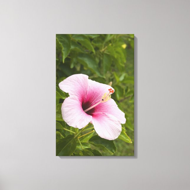 Cook Islands, Atiu. Hibiscus flower. Canvas Print (Front)