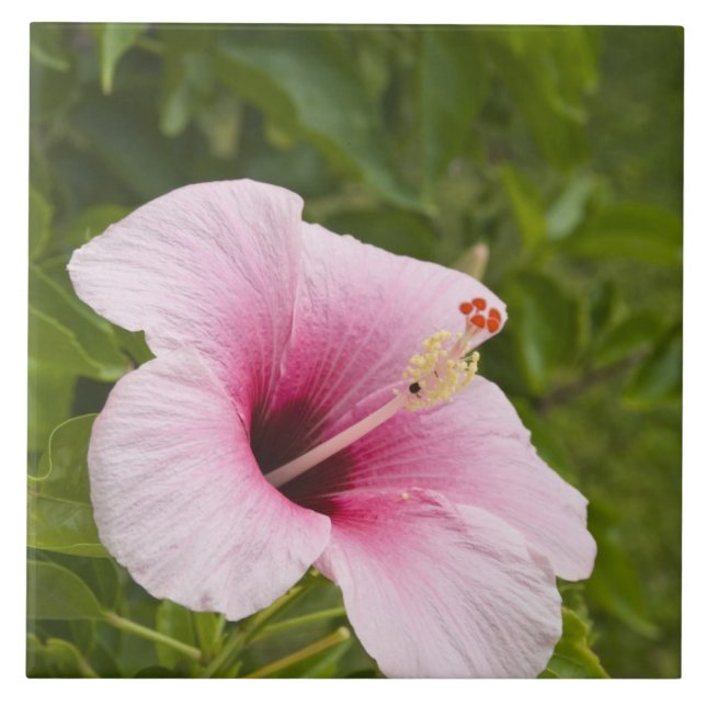 Cook Islands, Atiu. Hibiscus flower. Ceramic Tile (Front)