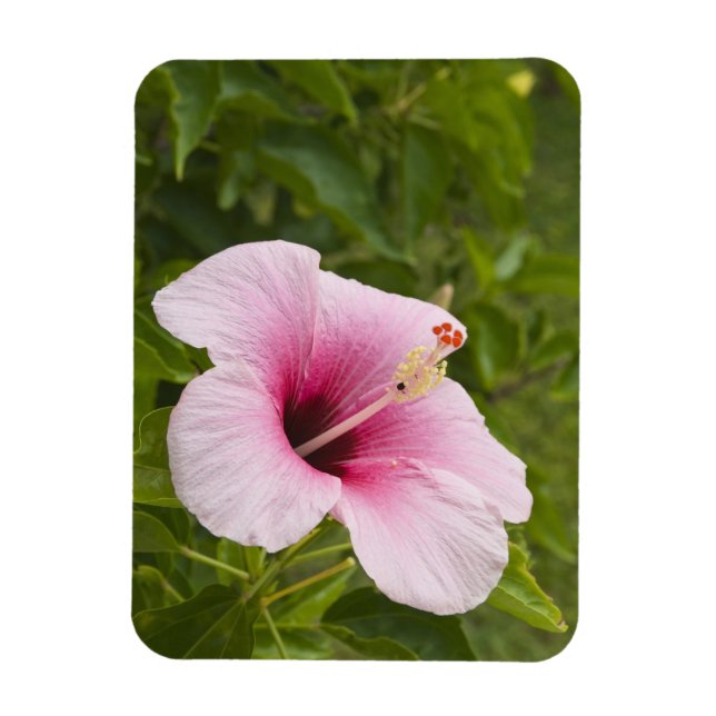 Cook Islands, Atiu. Hibiscus flower. Magnet (Vertical)
