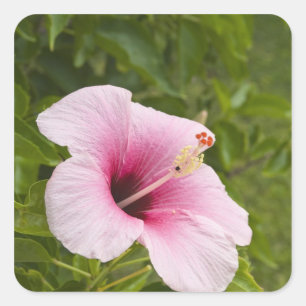 Cook Islands, Atiu. Hibiscus flower. Square Sticker