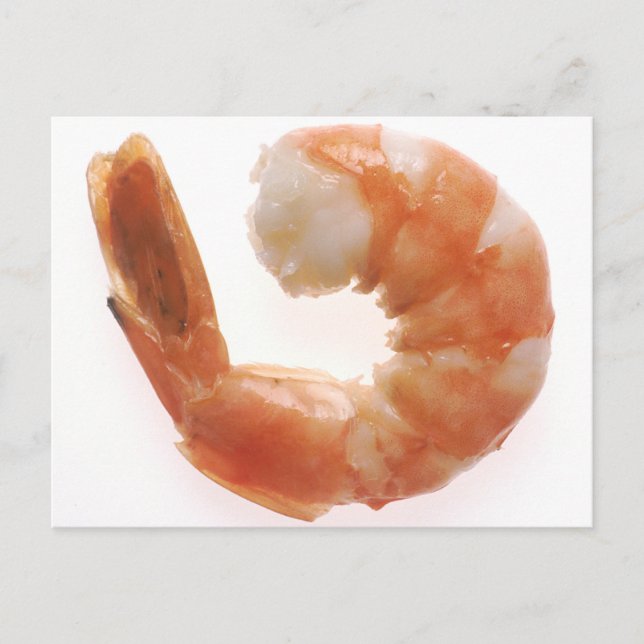 Cooked Shrimp Postcard (Front)