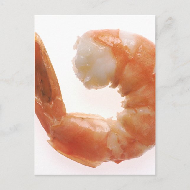 Cooked Shrimp Postcard (Front)